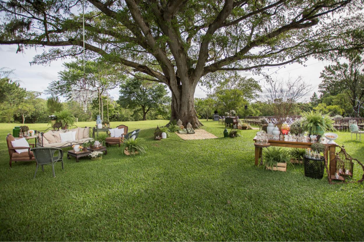 Figueira centenária da Alameda Eventos