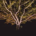 Árvore iluminada à noite